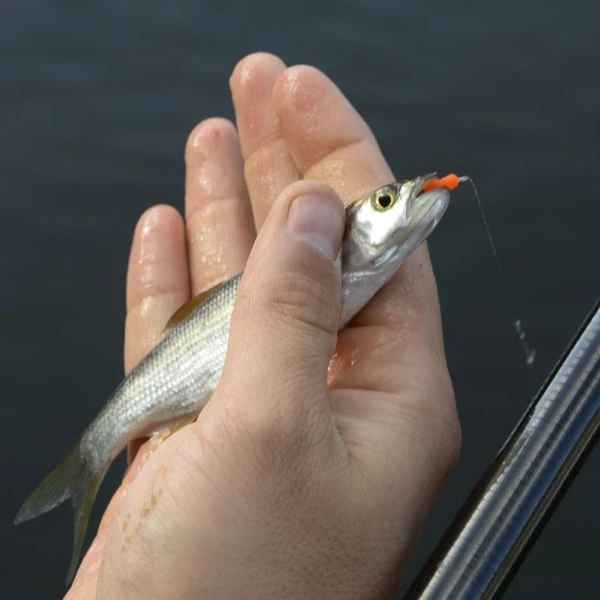 Cresta SPAGHETTI WORMS TOMATO RED 5 Cresta SPAGHETTI WORMS TOMATO RED - Afbeelding 3