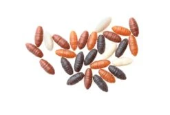 Drennan BUOYANT MAGGOT & CASTER -Visserij Benodigdheden Korting drennan buoyant casters kunstaas imitatieaas min